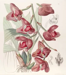 Acineta superba